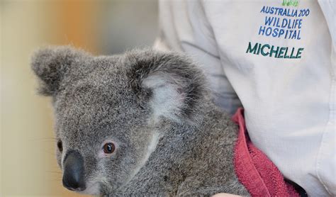 Koala health - A new vaccine effort is trying to save them. 1 of 8 |. A koala sits in a tree at a koala park in Sydney, Australia, Friday, May 5, 2023. Australian scientists have begun vaccinating wild koalas against chlamydia in a pioneering field trial in New South Wales. The aim is to test a method for protecting the beloved marsupials against a widespread ...